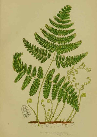 Reproducción/Reproduction 8519558576: The flowering plants, grasses, sedges, & ferns of Great Britain. London,F. Warne,1905.