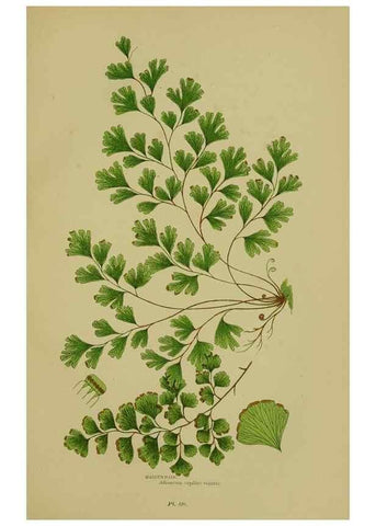 Reproducción/Reproduction 8519577934: The flowering plants, grasses, sedges, & ferns of Great Britain. London,F. Warne,1905.