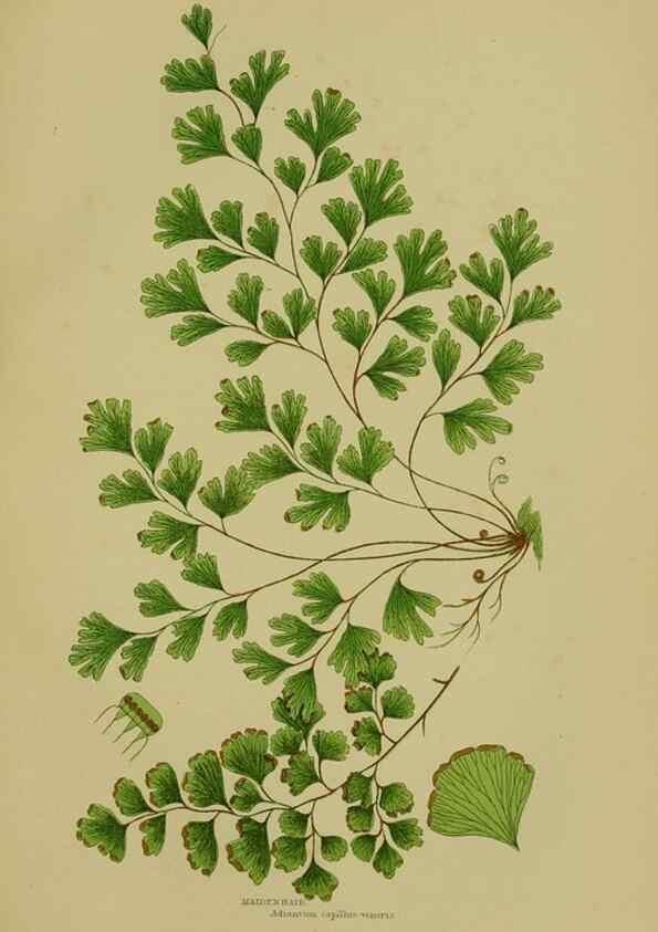 Reproducción/Reproduction 8519577934: The flowering plants, grasses, sedges, & ferns of Great Britain. London,F. Warne,1905.