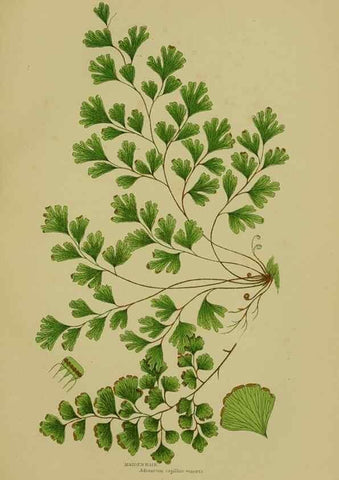 Reproducción/Reproduction 8519577934: The flowering plants, grasses, sedges, & ferns of Great Britain. London,F. Warne,1905.