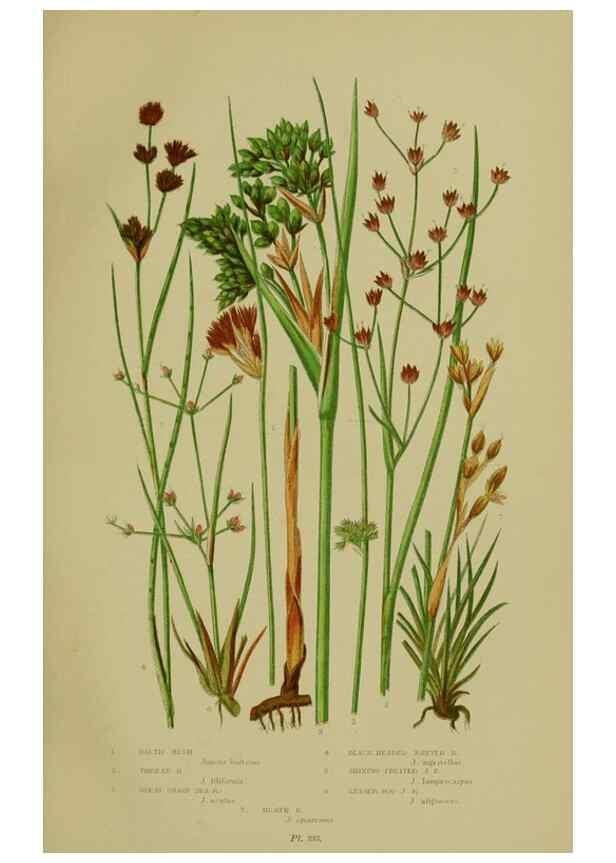 Reproducción/Reproduction 8519526518: The flowering plants, grasses, sedges, & ferns of Great Britain. London,F. Warne,1905.