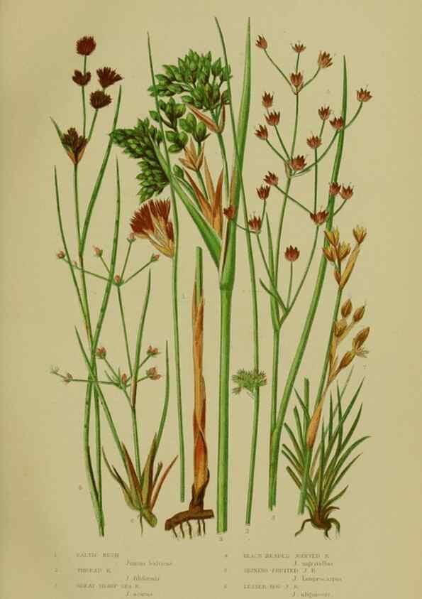 Reproducción/Reproduction 8519526518: The flowering plants, grasses, sedges, & ferns of Great Britain. London,F. Warne,1905.