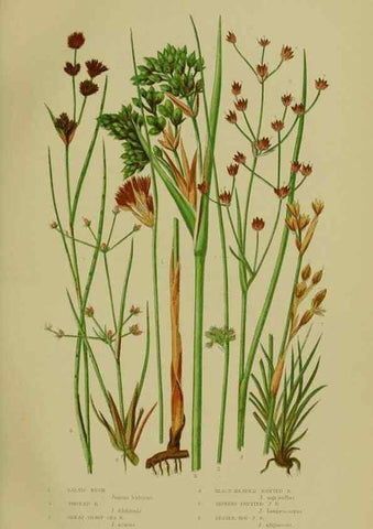 Reproducción/Reproduction 8519526518: The flowering plants, grasses, sedges, & ferns of Great Britain. London,F. Warne,1905.