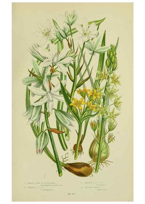 Reproducción/Reproduction 8518760610: The flowering plants, grasses, sedges, & ferns of Great Britain. London,F. Warne,1905.