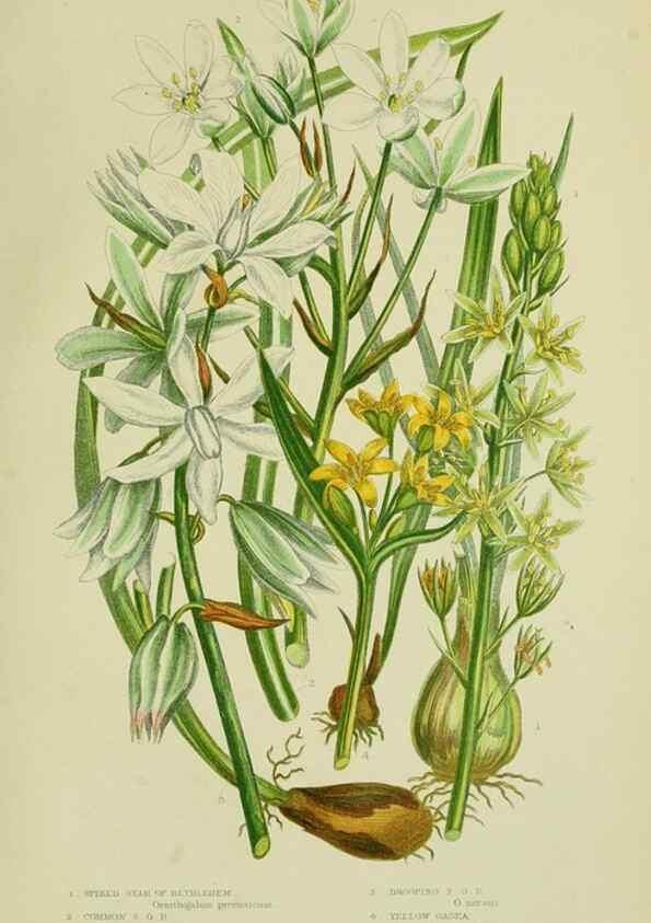 Reproducción/Reproduction 8518760610: The flowering plants, grasses, sedges, & ferns of Great Britain. London,F. Warne,1905.