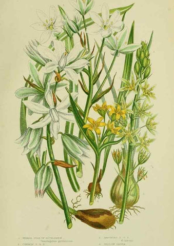 Reproducción/Reproduction 8518760610: The flowering plants, grasses, sedges, & ferns of Great Britain. London,F. Warne,1905.
