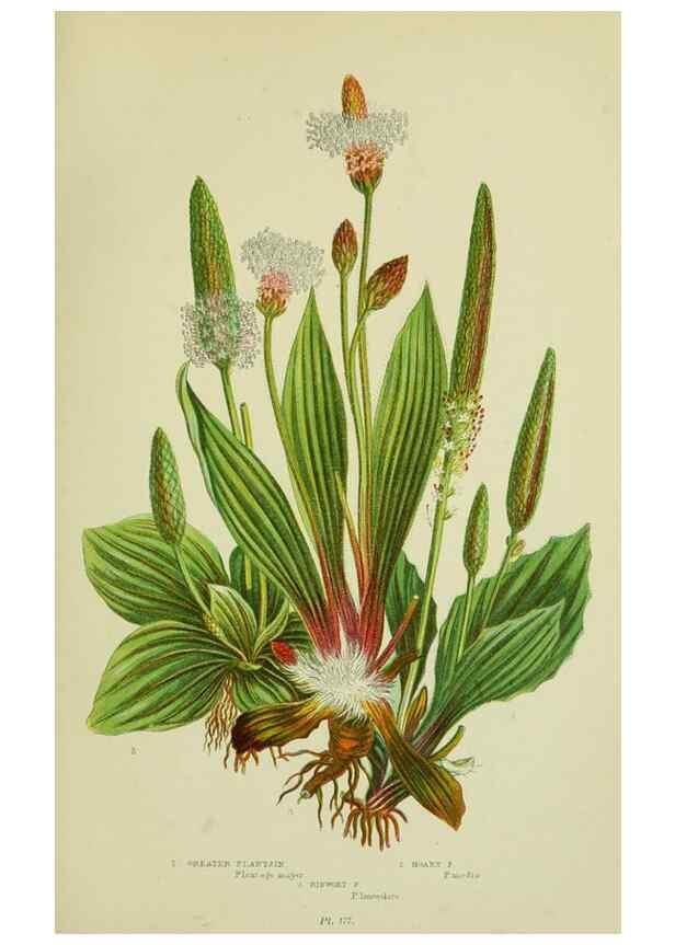 Reproducción/Reproduction 8517620519: The flowering plants, grasses, sedges, & ferns of Great Britain. London,F. Warne,1905.