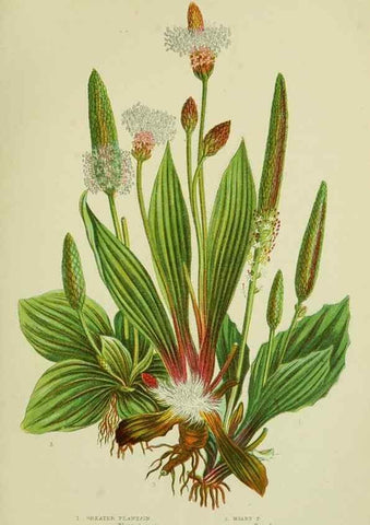 Reproducción/Reproduction 8517620519: The flowering plants, grasses, sedges, & ferns of Great Britain. London,F. Warne,1905.