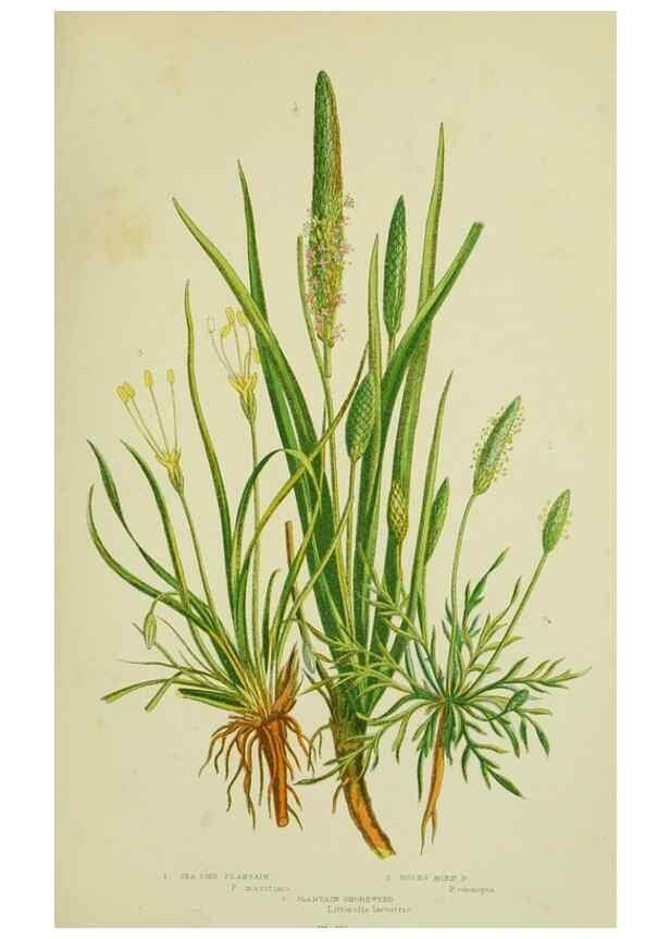 Reproducción/Reproduction 8518733792: The flowering plants, grasses, sedges, & ferns of Great Britain. London,F. Warne,1905.