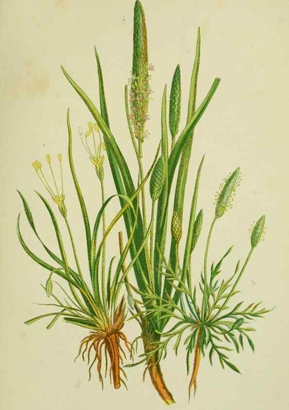 Reproducción/Reproduction 8518733792: The flowering plants, grasses, sedges, & ferns of Great Britain. London,F. Warne,1905.