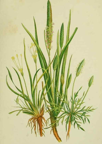 Reproducción/Reproduction 8518733792: The flowering plants, grasses, sedges, & ferns of Great Britain. London,F. Warne,1905.