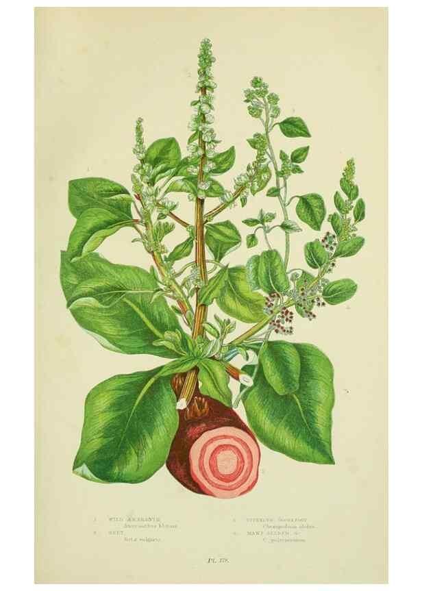 Reproducción/Reproduction 8518734396: The flowering plants, grasses, sedges, & ferns of Great Britain. London,F. Warne,1905.