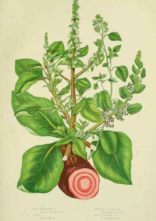Reproducción/Reproduction 8518734396: The flowering plants, grasses, sedges, & ferns of Great Britain. London,F. Warne,1905.
