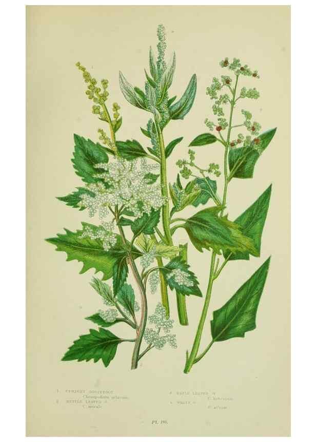 Reproducción/Reproduction 8517622121: The flowering plants, grasses, sedges, & ferns of Great Britain. London,F. Warne,1905.