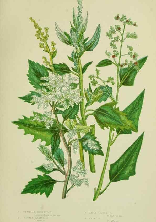 Reproducción/Reproduction 8517622121: The flowering plants, grasses, sedges, & ferns of Great Britain. London,F. Warne,1905.