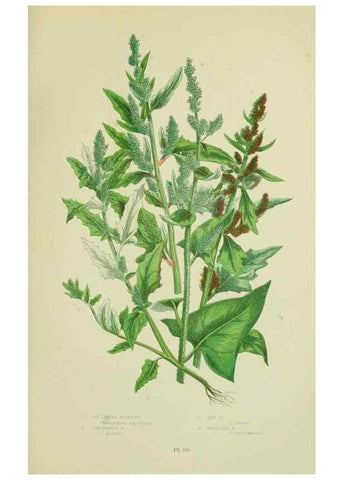 Reproducción/Reproduction 8517622635: The flowering plants, grasses, sedges, & ferns of Great Britain. London,F. Warne,1905.