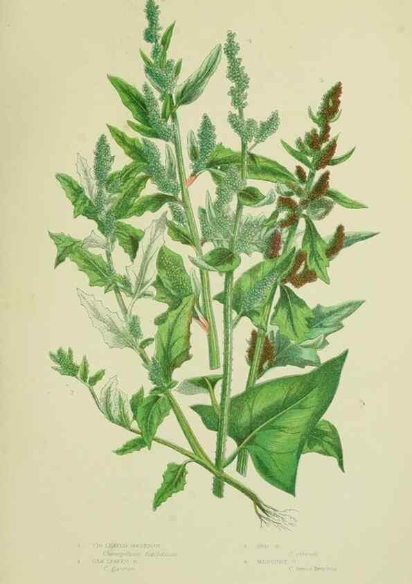 Reproducción/Reproduction 8517622635: The flowering plants, grasses, sedges, & ferns of Great Britain. London,F. Warne,1905.