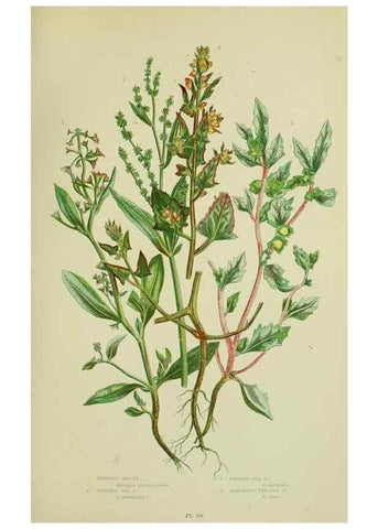 Reproducción/Reproduction 8517623165: The flowering plants, grasses, sedges, & ferns of Great Britain. London,F. Warne,1905.
