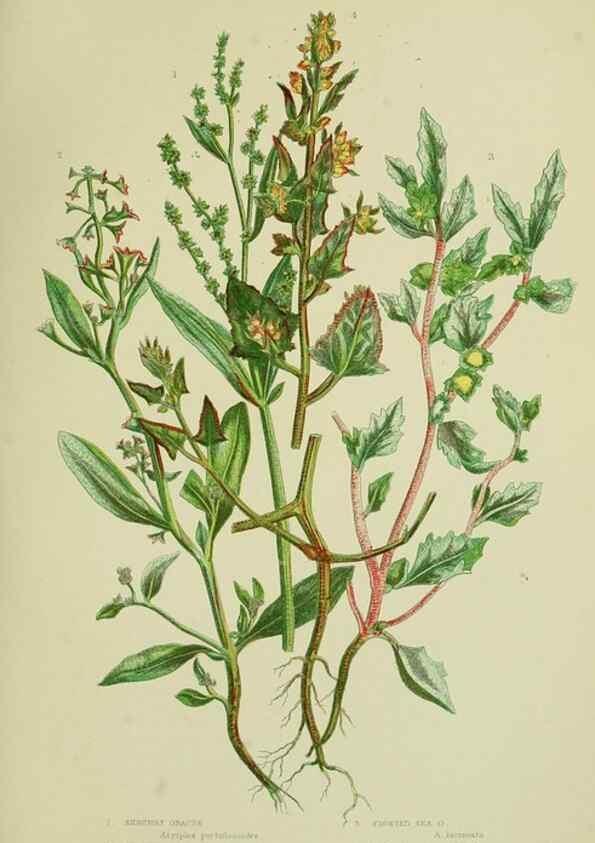 Reproducción/Reproduction 8517623165: The flowering plants, grasses, sedges, & ferns of Great Britain. London,F. Warne,1905.