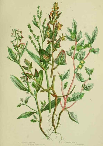 Reproducción/Reproduction 8517623165: The flowering plants, grasses, sedges, & ferns of Great Britain. London,F. Warne,1905.