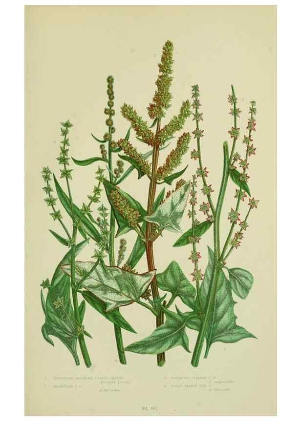 Reproducción/Reproduction 8517623589: The flowering plants, grasses, sedges, & ferns of Great Britain. London,F. Warne,1905.