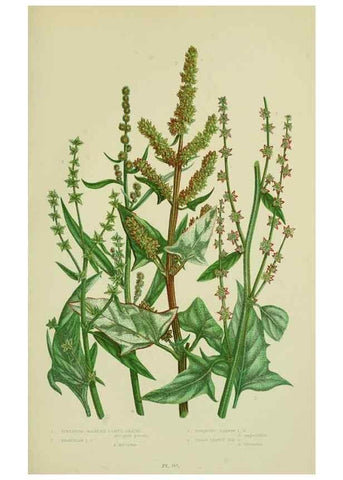 Reproducción/Reproduction 8517623589: The flowering plants, grasses, sedges, & ferns of Great Britain. London,F. Warne,1905.