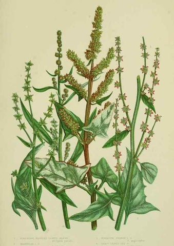 Reproducción/Reproduction 8517623589: The flowering plants, grasses, sedges, & ferns of Great Britain. London,F. Warne,1905.