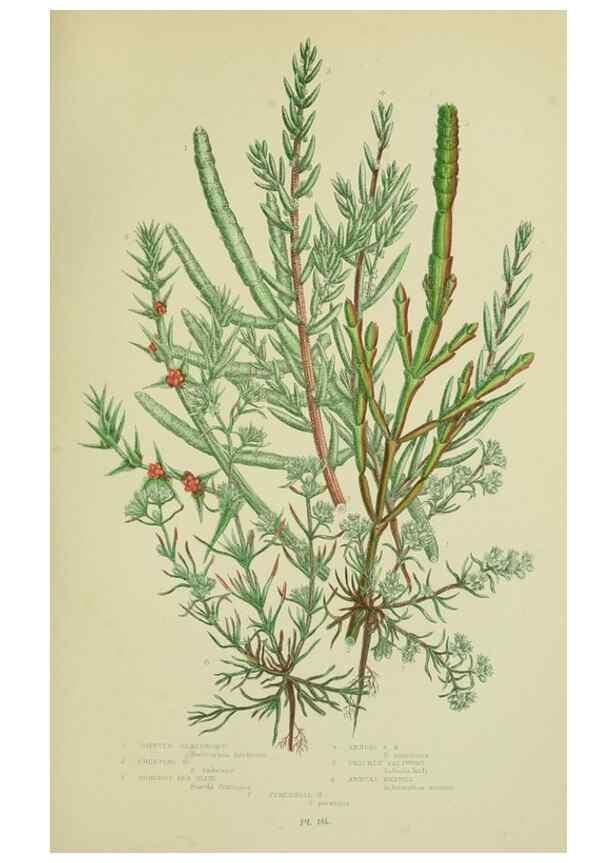Reproducción/Reproduction 8518736620: The flowering plants, grasses, sedges, & ferns of Great Britain. London,F. Warne,1905.