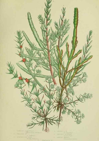 Reproducción/Reproduction 8518736620: The flowering plants, grasses, sedges, & ferns of Great Britain. London,F. Warne,1905.