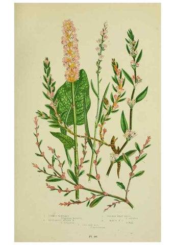 Reproducción/Reproduction 8518737046: The flowering plants, grasses, sedges, & ferns of Great Britain. London,F. Warne,1905.