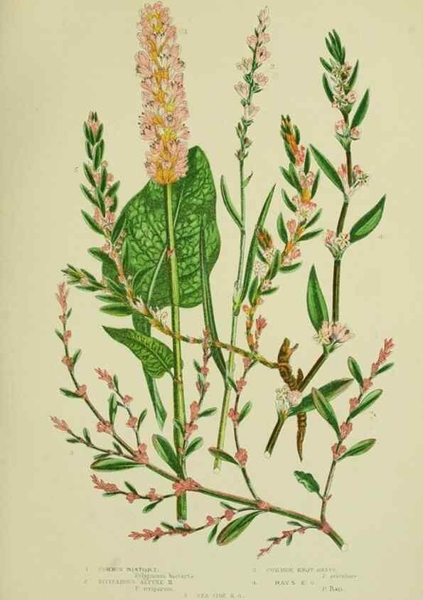 Reproducción/Reproduction 8518737046: The flowering plants, grasses, sedges, & ferns of Great Britain. London,F. Warne,1905.