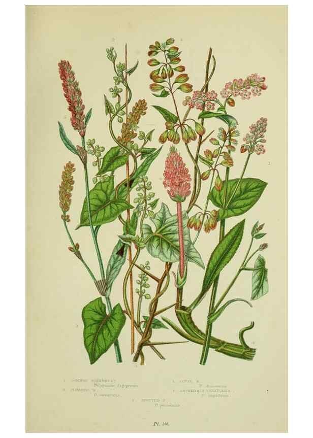 Reproducción/Reproduction 8517624719: The flowering plants, grasses, sedges, & ferns of Great Britain. London,F. Warne,1905.
