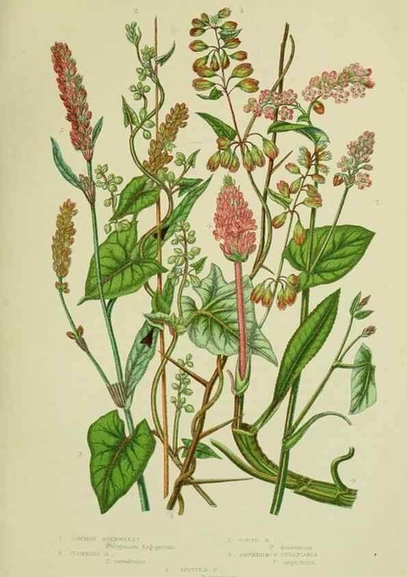 Reproducción/Reproduction 8517624719: The flowering plants, grasses, sedges, & ferns of Great Britain. London,F. Warne,1905.