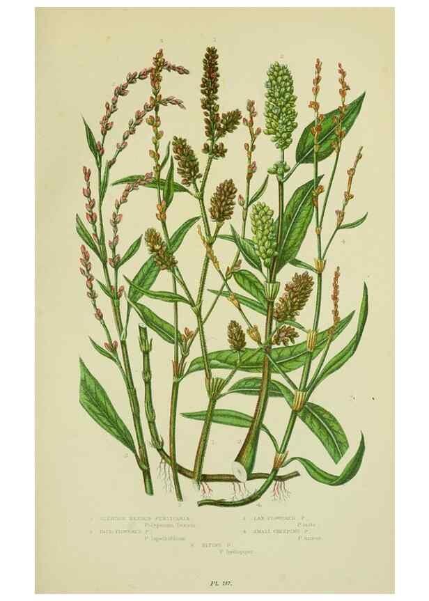 Reproducción/Reproduction 8518737934: The flowering plants, grasses, sedges, & ferns of Great Britain. London,F. Warne,1905.