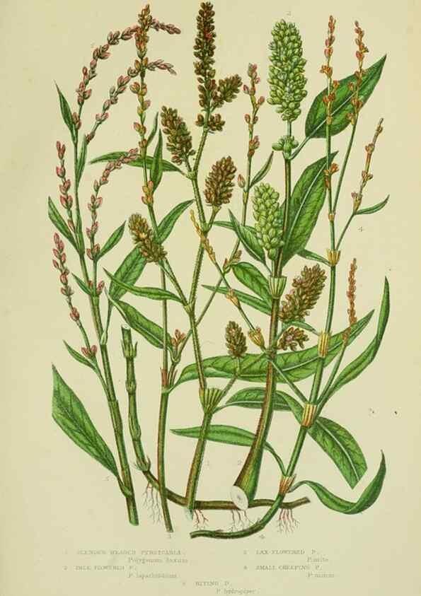 Reproducción/Reproduction 8518737934: The flowering plants, grasses, sedges, & ferns of Great Britain. London,F. Warne,1905.