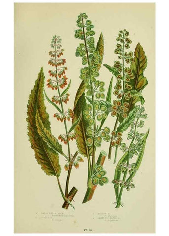 Reproducción/Reproduction 8517625665: The flowering plants, grasses, sedges, & ferns of Great Britain. London,F. Warne,1905.