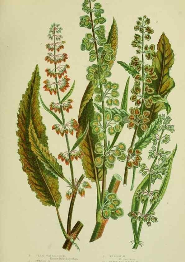 Reproducción/Reproduction 8517625665: The flowering plants, grasses, sedges, & ferns of Great Britain. London,F. Warne,1905.
