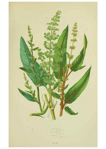 Reproducción/Reproduction 8517626099: The flowering plants, grasses, sedges, & ferns of Great Britain. London,F. Warne,1905.
