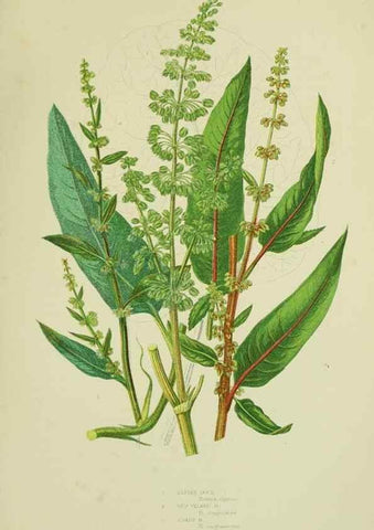 Reproducción/Reproduction 8517626099: The flowering plants, grasses, sedges, & ferns of Great Britain. London,F. Warne,1905.