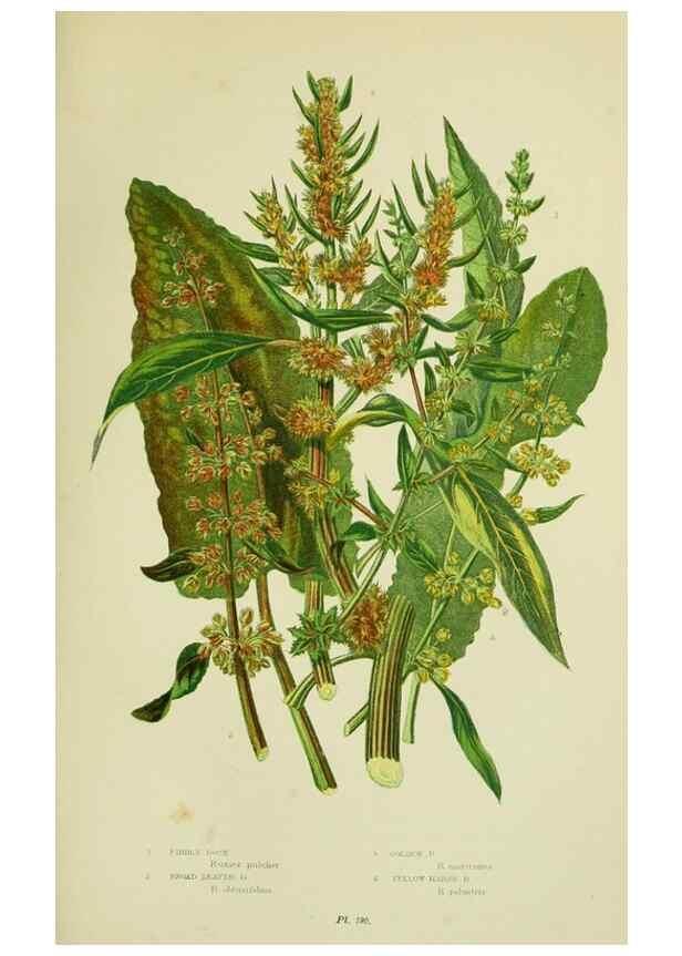 Reproducción/Reproduction 8518739844: The flowering plants, grasses, sedges, & ferns of Great Britain. London,F. Warne,1905.