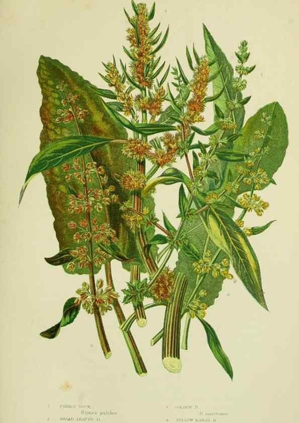 Reproducción/Reproduction 8518739844: The flowering plants, grasses, sedges, & ferns of Great Britain. London,F. Warne,1905.