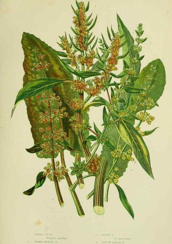 Reproducción/Reproduction 8518739844: The flowering plants, grasses, sedges, & ferns of Great Britain. London,F. Warne,1905.