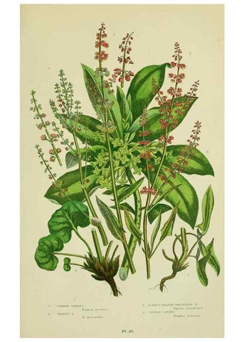 Reproducción/Reproduction 8517627593: The flowering plants, grasses, sedges, & ferns of Great Britain. London,F. Warne,1905.