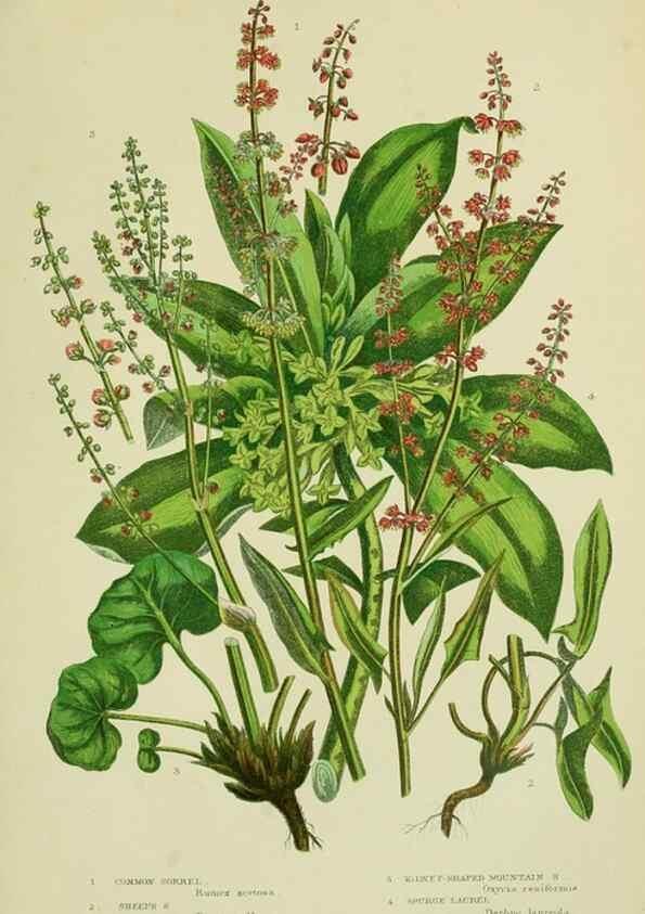 Reproducción/Reproduction 8517627593: The flowering plants, grasses, sedges, & ferns of Great Britain. London,F. Warne,1905.