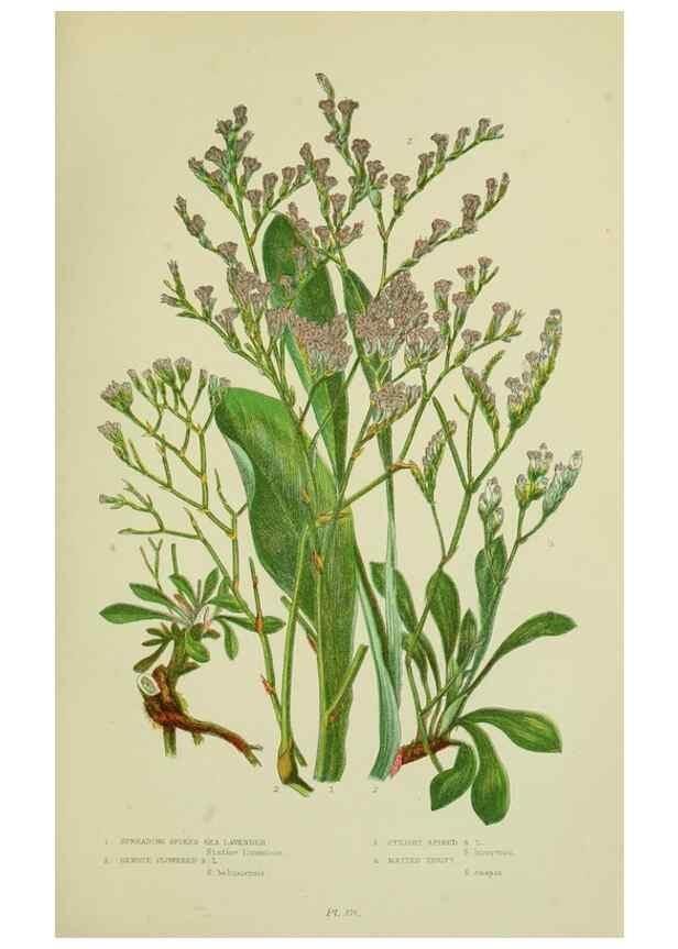 Reproducción/Reproduction 8518732506: The flowering plants, grasses, sedges, & ferns of Great Britain. London,F. Warne,1905.