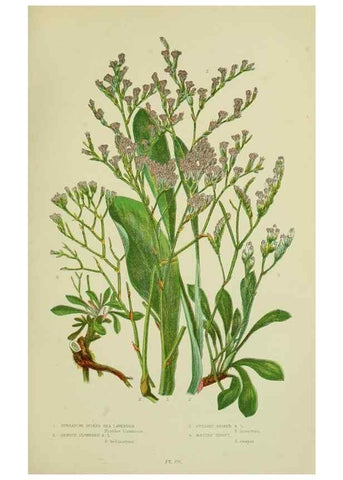 Reproducción/Reproduction 8518732506: The flowering plants, grasses, sedges, & ferns of Great Britain. London,F. Warne,1905.