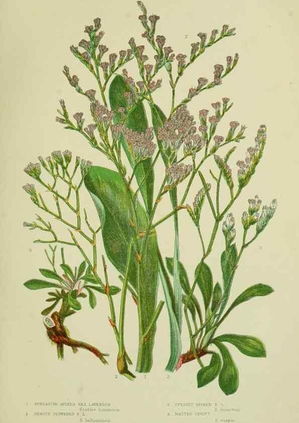 Reproducción/Reproduction 8518732506: The flowering plants, grasses, sedges, & ferns of Great Britain. London,F. Warne,1905.