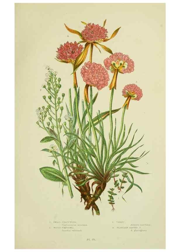 Reproducción/Reproduction 8517619375: The flowering plants, grasses, sedges, & ferns of Great Britain. London,F. Warne,1905.