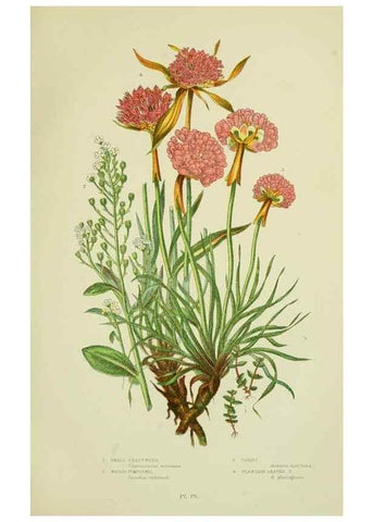 Reproducción/Reproduction 8517619375: The flowering plants, grasses, sedges, & ferns of Great Britain. London,F. Warne,1905.