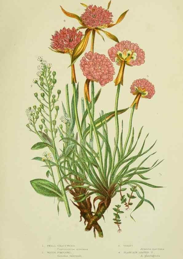 Reproducción/Reproduction 8517619375: The flowering plants, grasses, sedges, & ferns of Great Britain. London,F. Warne,1905.